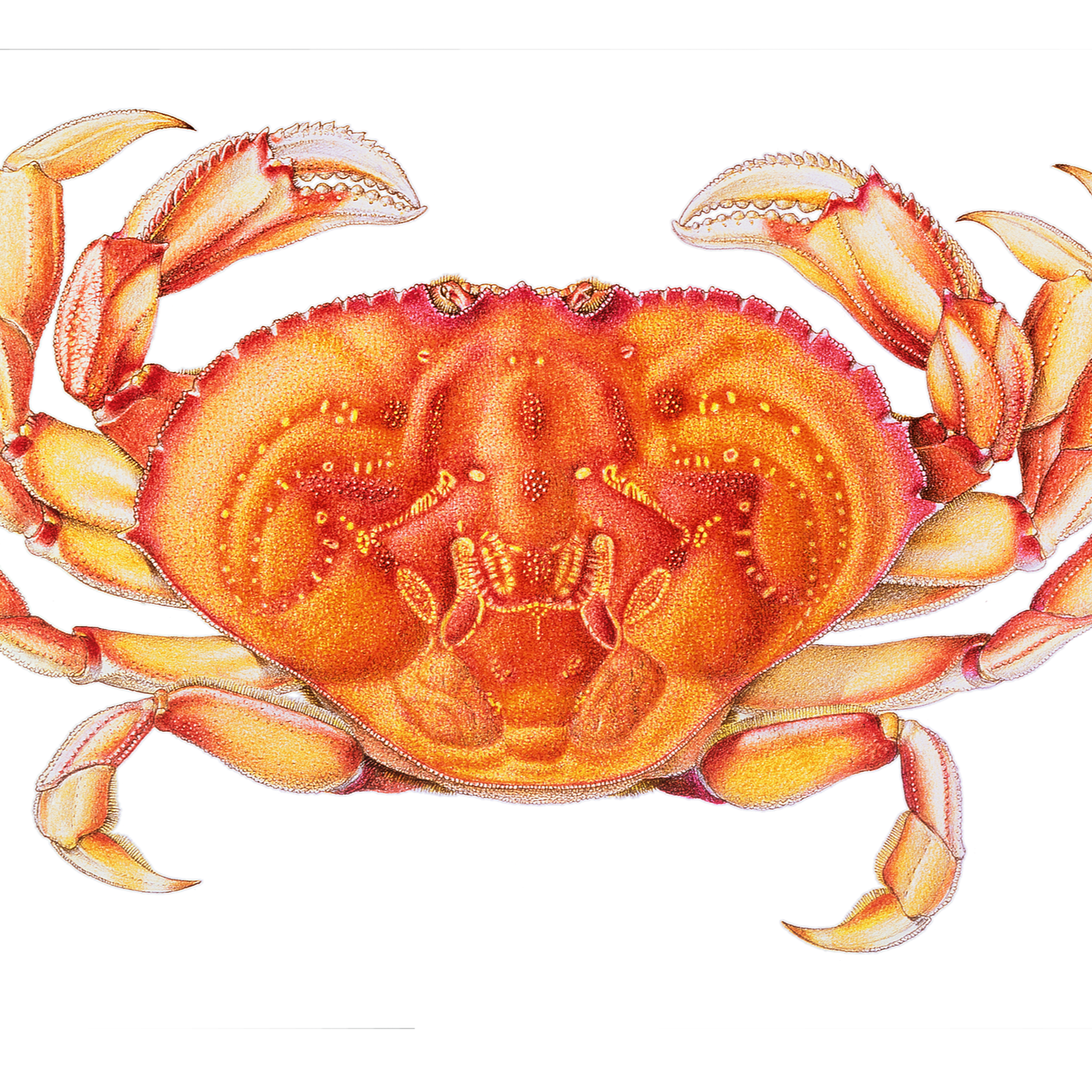 Whole Dungeness Crab 2+ lbs.