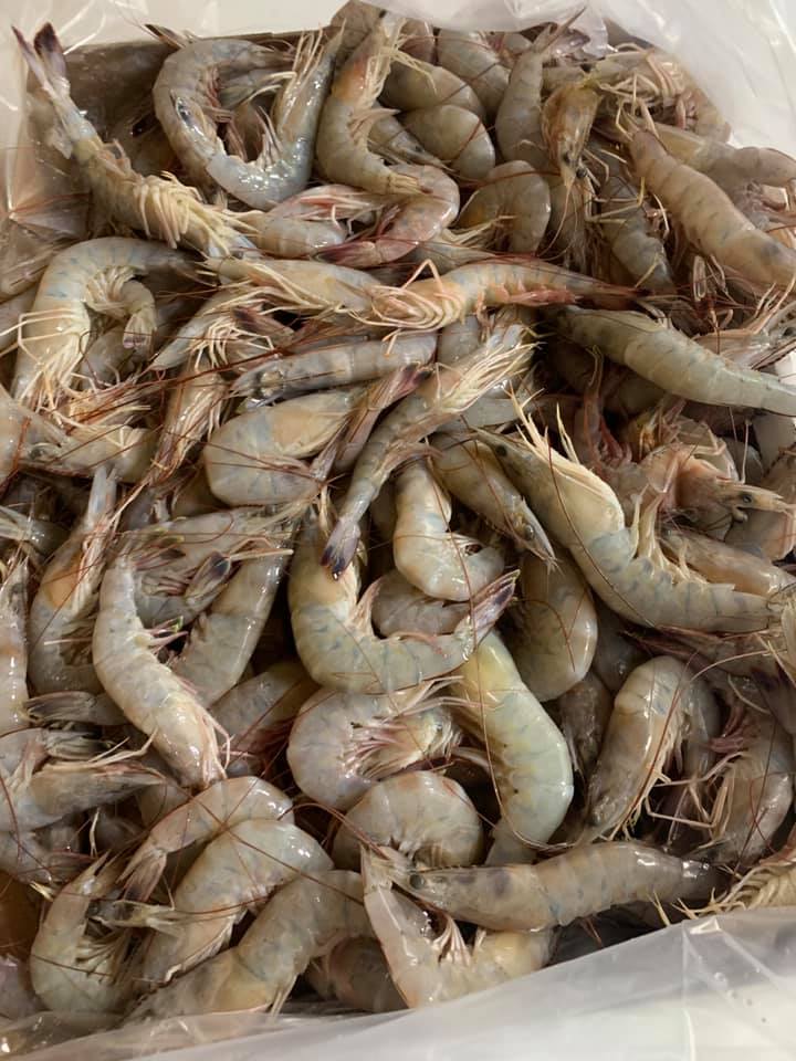 Head-On Wild White Gulf Shrimp