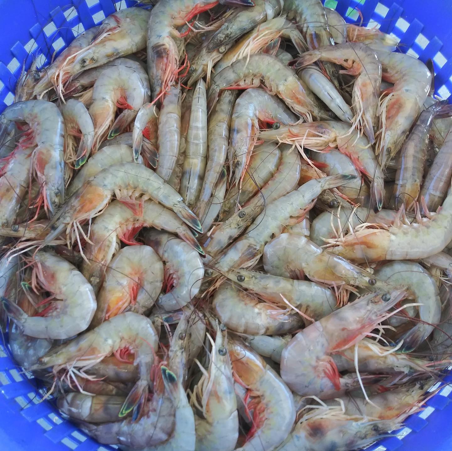 Head-On Wild White Gulf Shrimp
