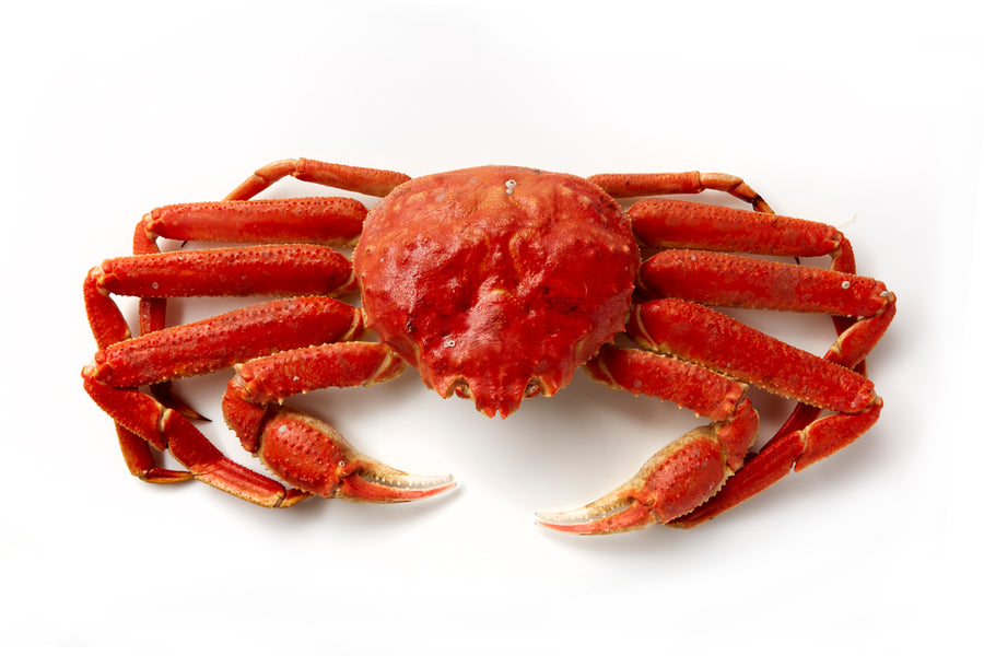 Alaskan Tanner Crab on White background