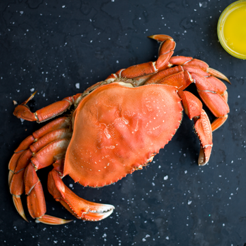 Whole Dungeness Crab 2+ lbs.