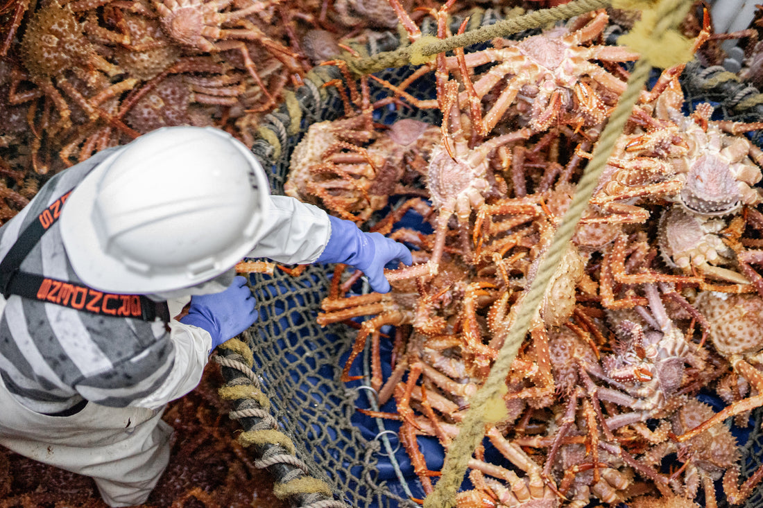 Golden King Crab