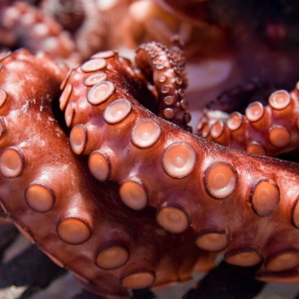 Pacific Octopus